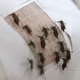 Illustration for article titled Adding Graphene to Fabrics Turns It Into a Perfect Force Field Against Mosquitoes